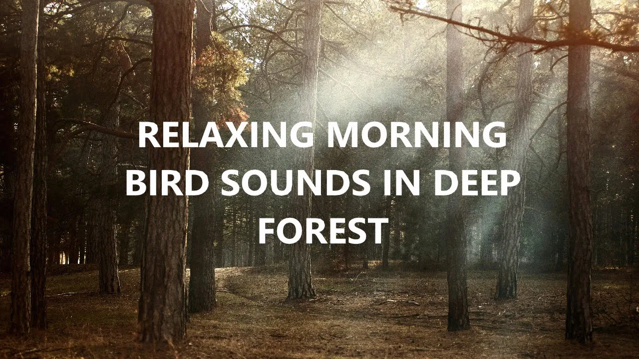 Relaxing morning birds sounds in deep forest